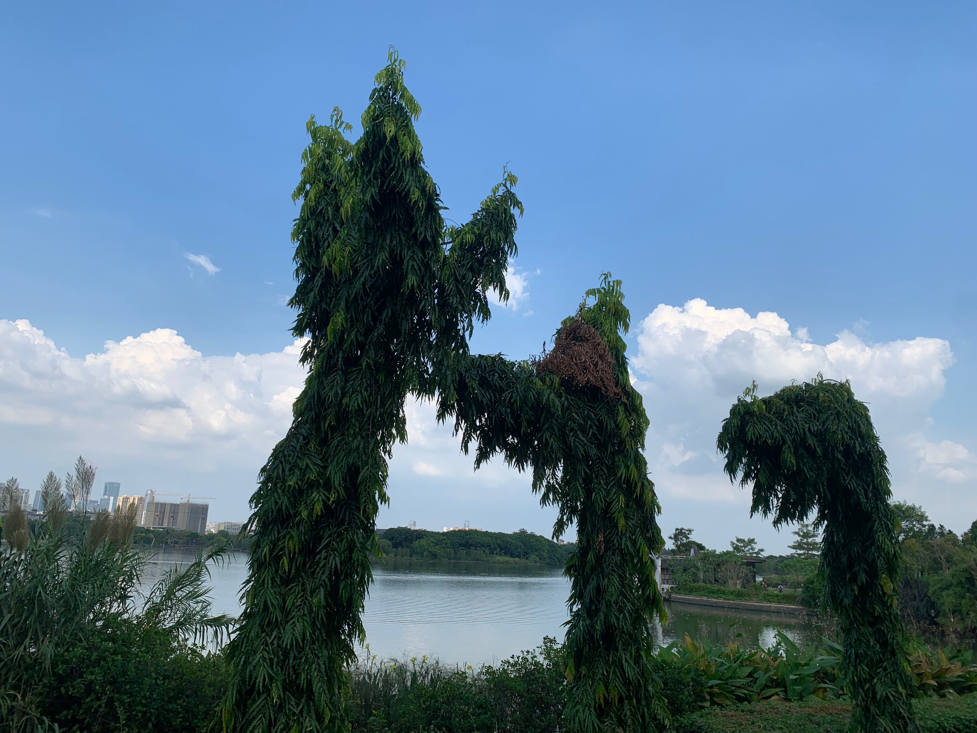 广州国庆假期一日游:南肾海珠湖国家湿地公园的最佳旅游攻略