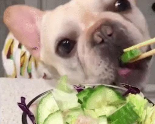 狗狗突然一直舔尿道是有炎症吗,狗狗舔尿液是缺少什么