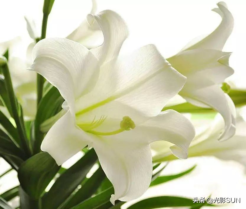 百合花的花语文案爆款,百合花的花语和传说