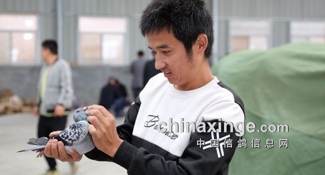 中国鸽界,鸽界的那些事