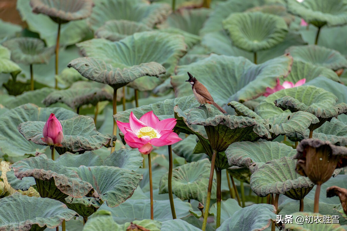秋荷诗词10首,夏日赏荷简短唯美诗词