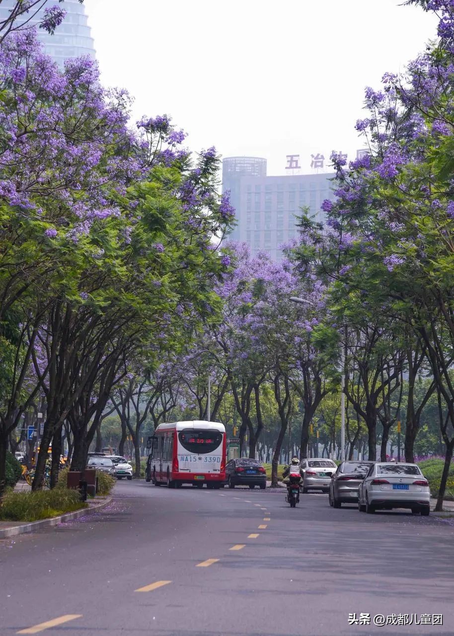 成都武晋路蓝花楹,昆明街头蓝花楹绽放成梦幻花海