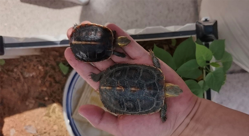 黄缘龟三年90克能分辨出公母吗,三年左右黄缘龟公母怎么区分