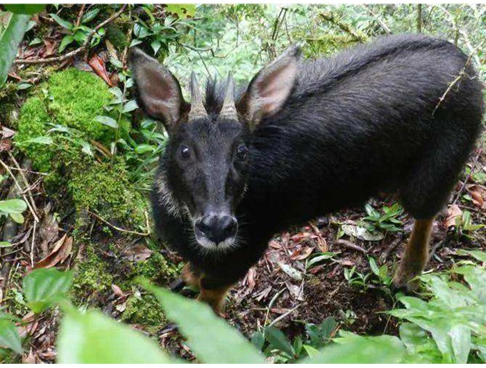 榛勫矖灞卞彂鐜板洓涓嶅儚,鑰佸啘灞变笂鍙戠幇鐨勫洓涓嶅儚