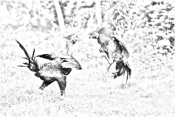 民间故事鸡下蛋还债的故事,民间故事公鸡成精