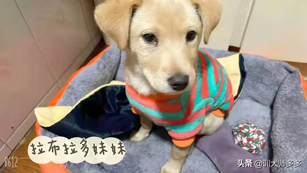 训狗乱叫教程从零开始,如何训犬防止狗狗乱叫教程