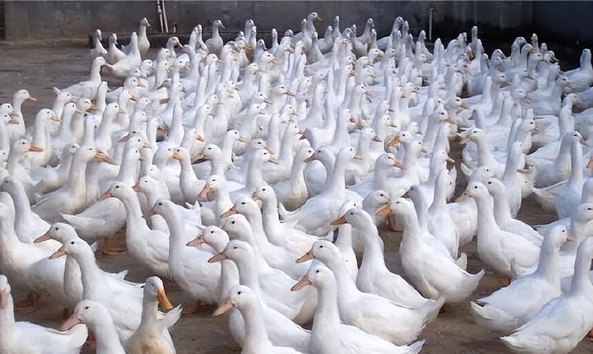 被美国人偷走的熊猫,被美国带回来的熊猫