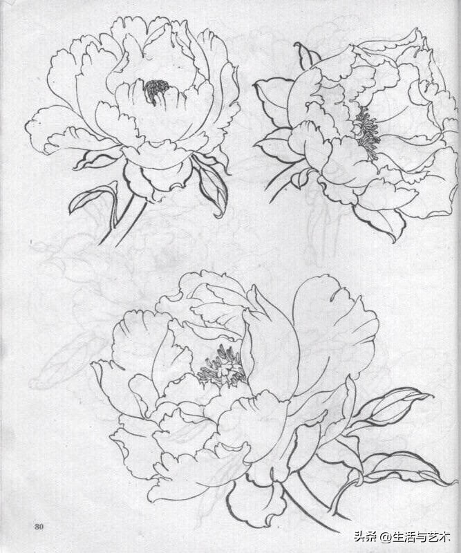 工笔牡丹和鸟白描图片欣赏,王道中工笔牡丹白描稿马蹄莲