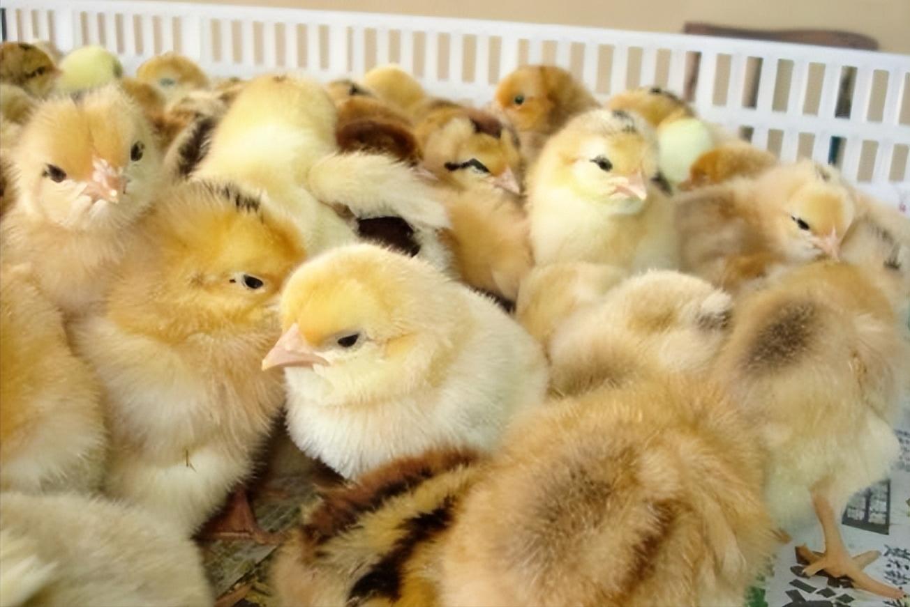 绿壳蛋鸡的养殖全过程,绿壳蛋鸡的正确养殖方法