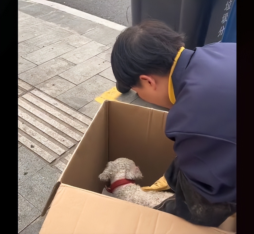 狗狗断腿一般得恢复多久能正常,狗狗断腿能活下来吗