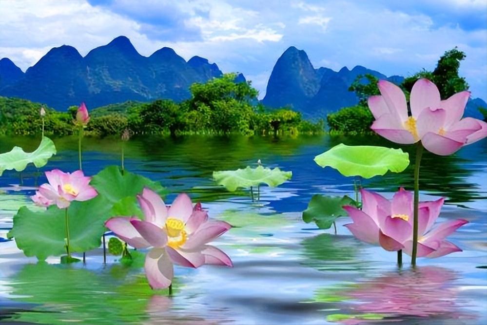 70句唯美荷花诗词,关于荷花的绝美诗句