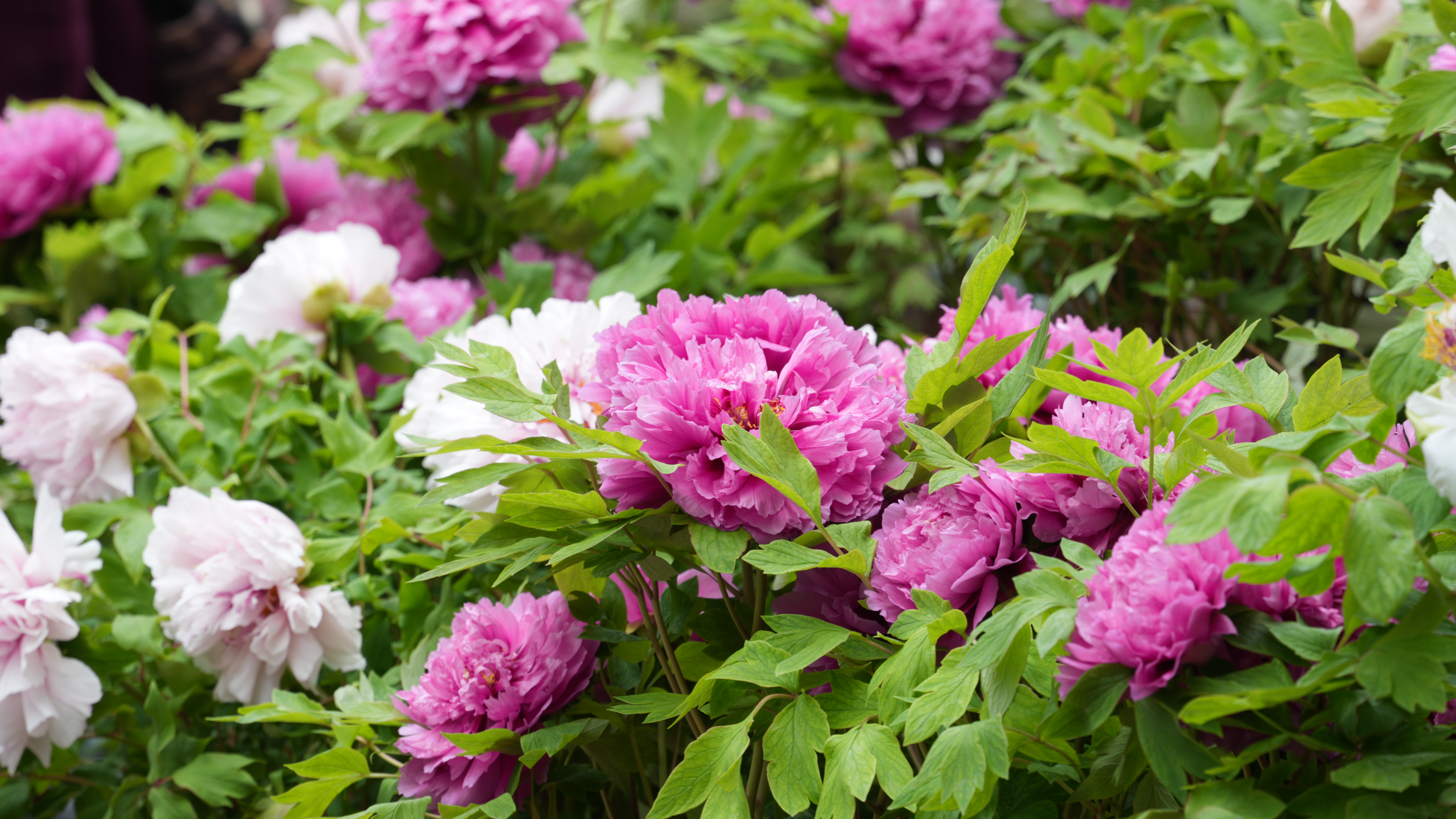 我的春城年|昙华寺花潮会牡丹花怒放