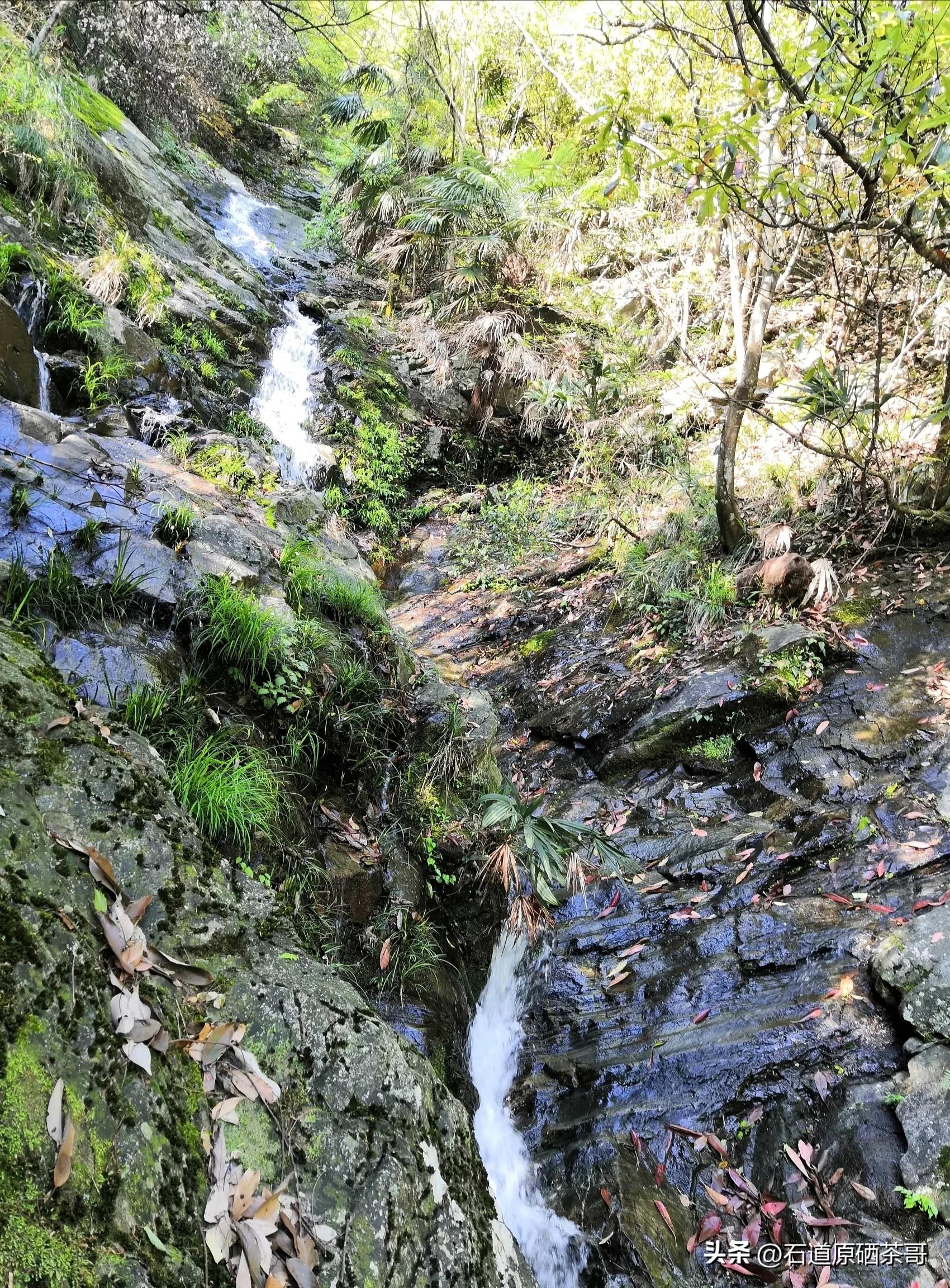 怎么看野茶,野茶好喝还是种植茶好喝