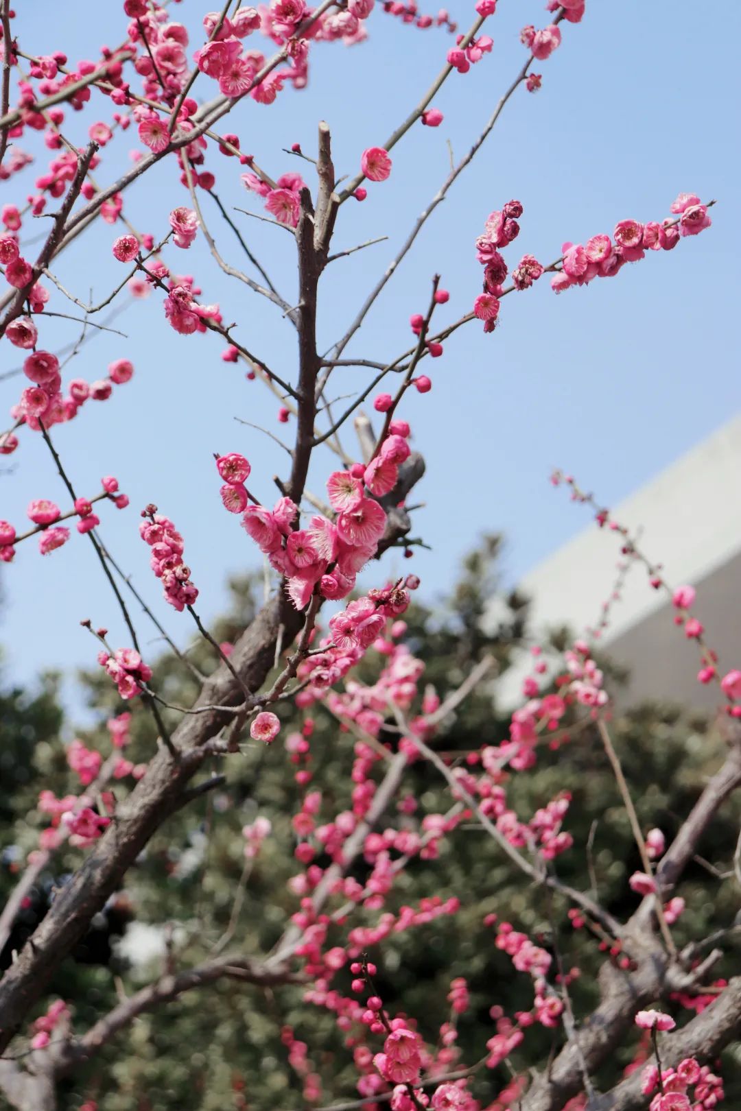花海遇知音的下一句,花海遇知音汉阳喊你来赏花