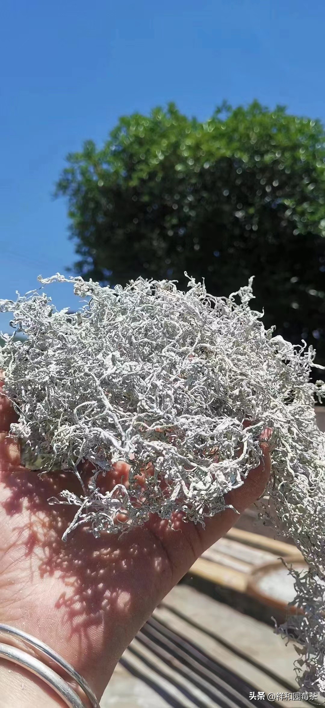 张家界莓茶哪个品牌是老字号,张家界的莓茶什么味道