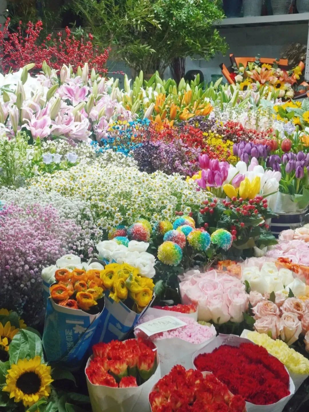 济南春天看花好去处,来济南买金子