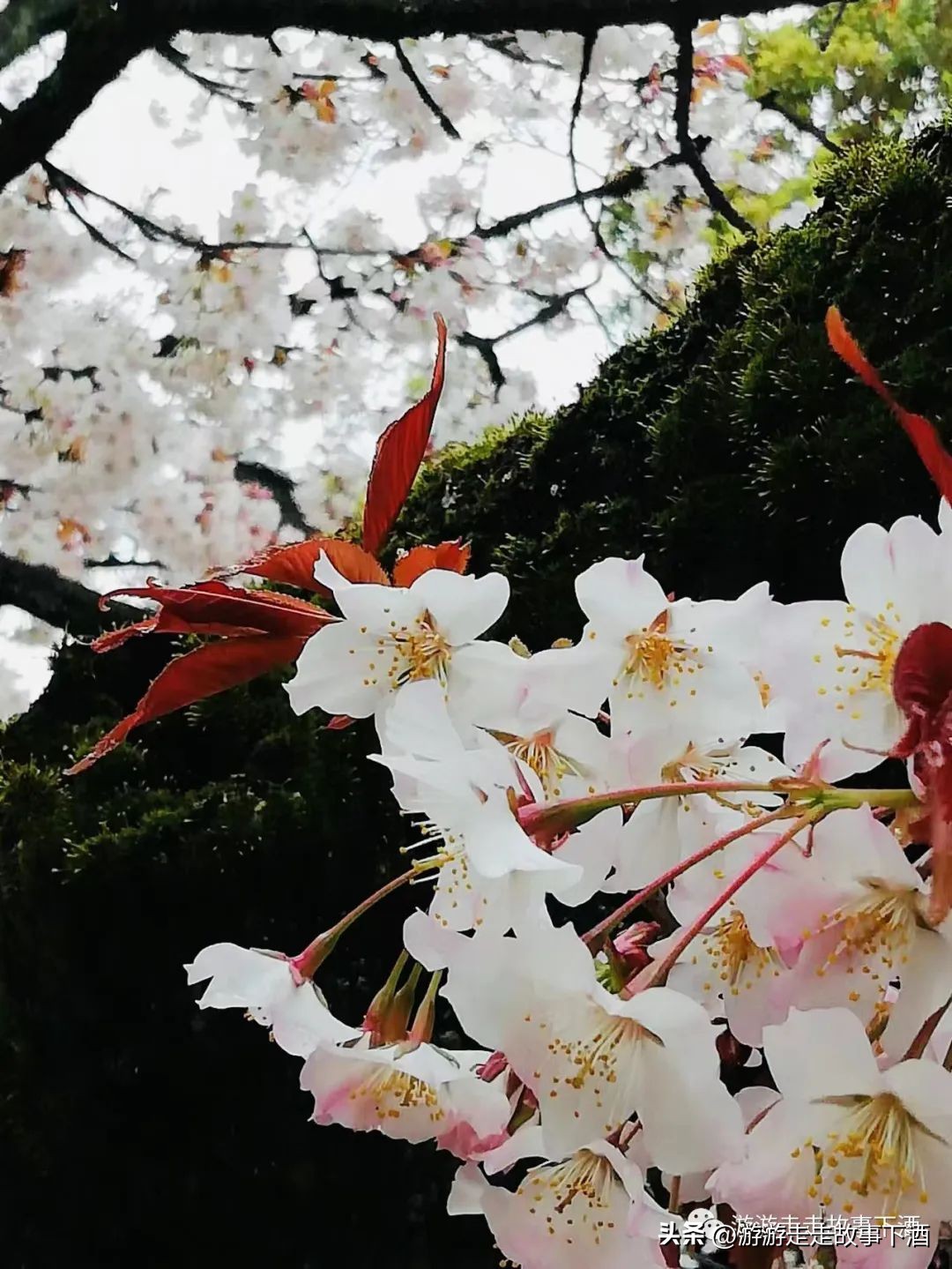 日本印象：樱花生活、排队文化、忠犬八公