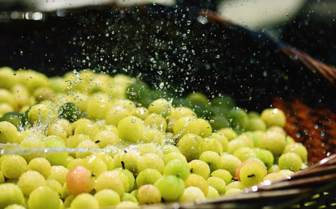 90后辞职回村种植中药材,90后夫妻放弃城市工作回乡当果农