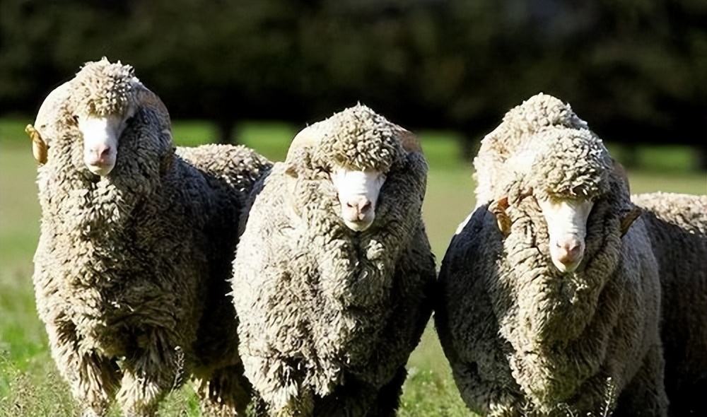 英国中世纪议会制度的发展,英国早期议会制度