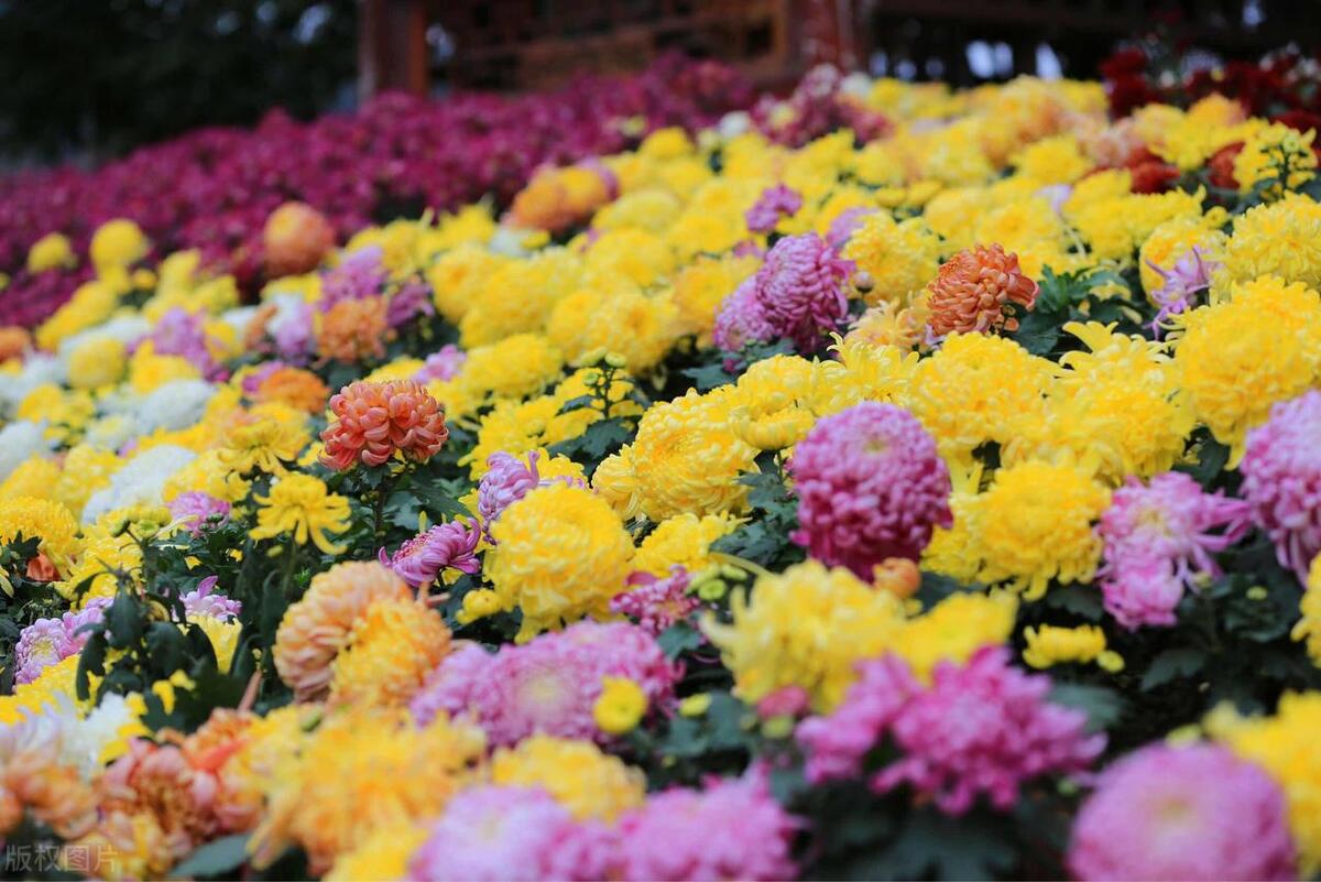 包头十大著名景点,包头最坑景点排名