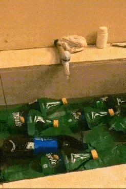 爆笑的动图,爆笑动图大集锦