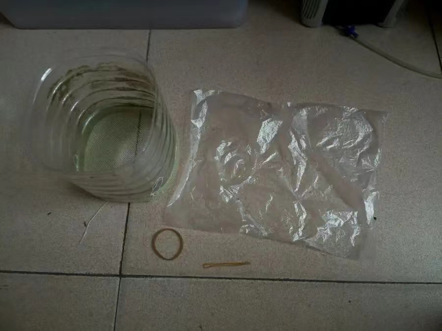 原生的斑马鱼会长蝶翼吗,原生斑马鱼会跳吗