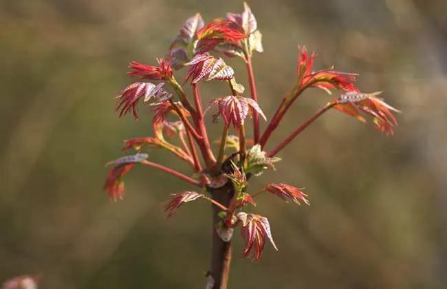 香椿怎么做可以在其他季节吃,凉拌香椿又到了吃香椿的季节