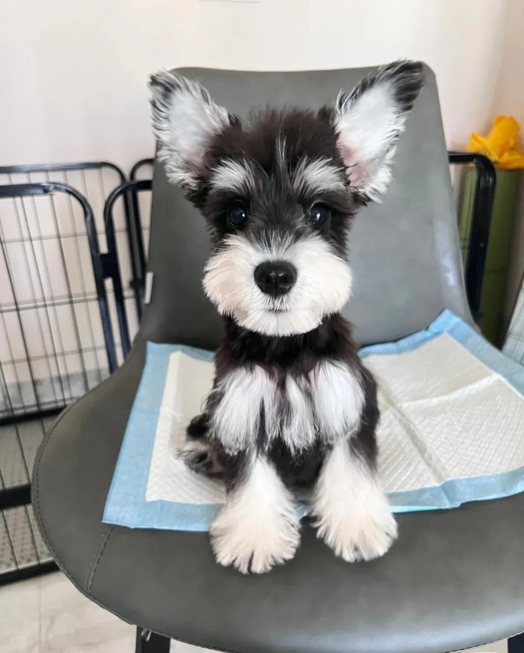 新手适合养什么中小型犬,中小型犬家养推荐新手