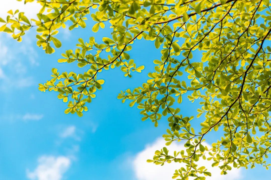 24个夏天的成语，原来都出自古诗文