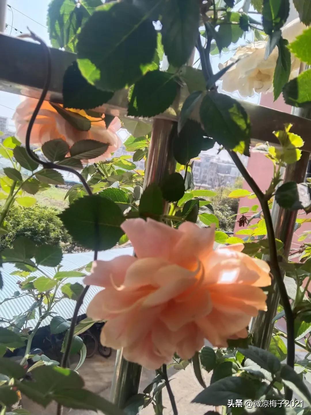 分享微头条的链接使用,征文的神器