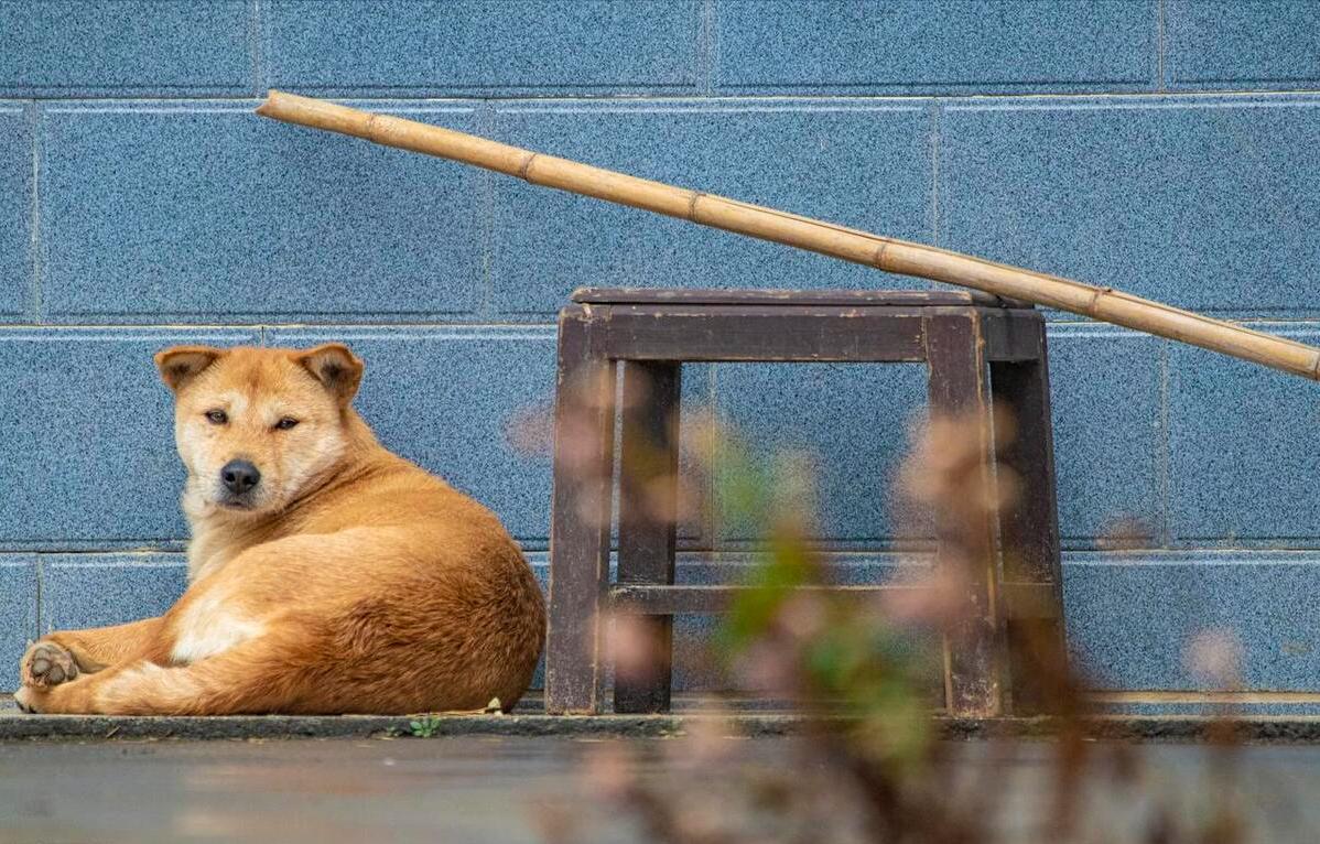 人工杂交寿命最短的狗,寿命短的狗有哪些表现