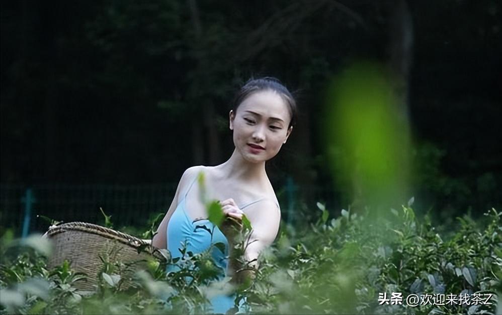 新茶是不是买得越早越好,新茶什么时候买最好