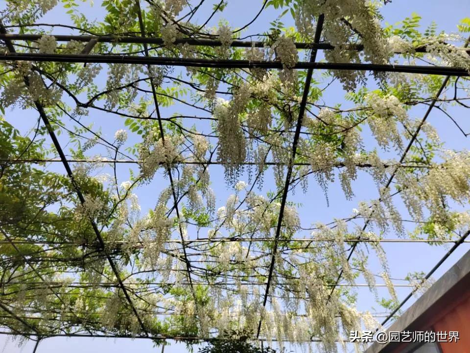 椋熺敤鑺卞崏鐑归オ鎸囧崡,椋熺敤鑺卞崏鍚嶅崟澶у叏