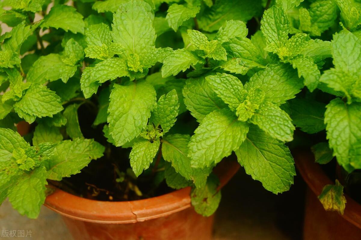 室内空气净化绿色植物,室内净化空气又香最佳植物