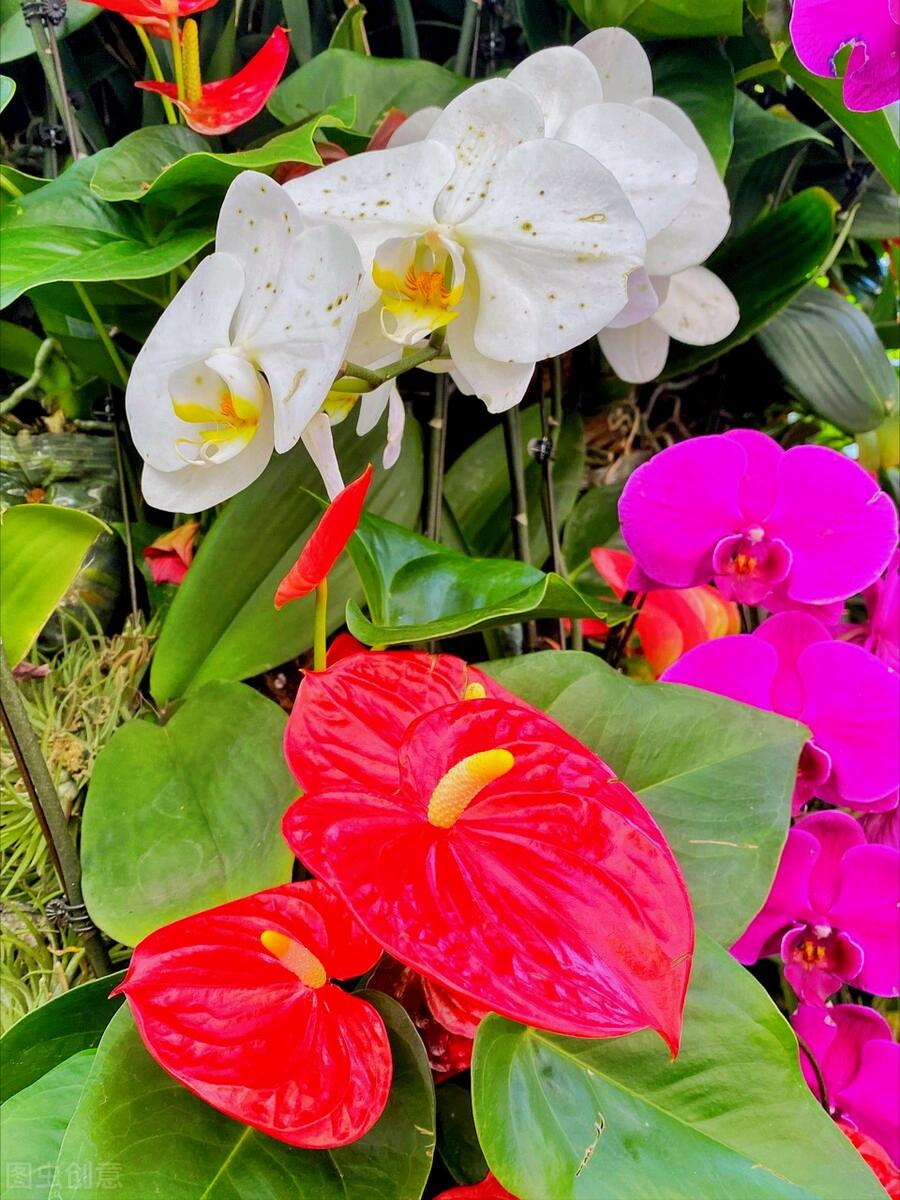 一花一深爱，花海美蓝天，花艳醉*光春**，花笑荡柔情，人间如仙境