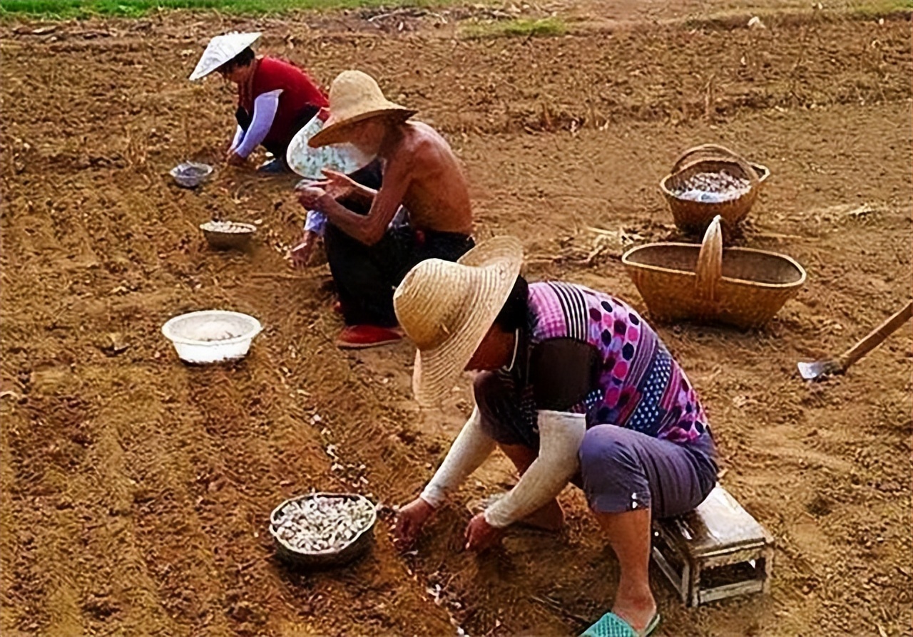 “穷死不耕丈人田，饿死不进萝卜园”是什么意思？