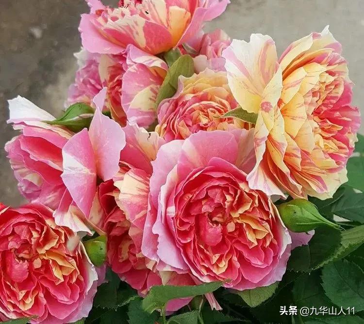 大花浓香勤花的月季品种,大花月季品种介绍大全图片及价格