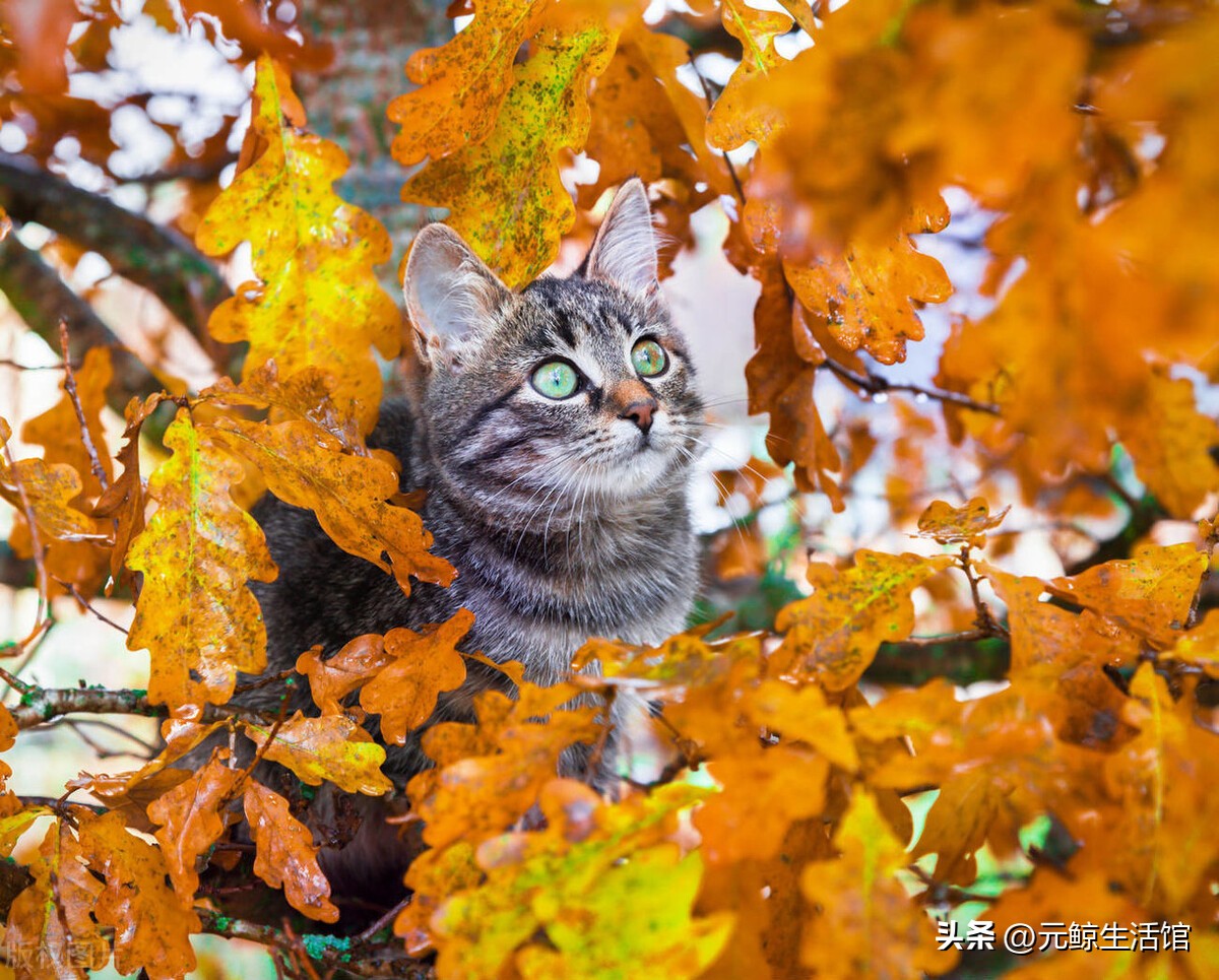养猫如何盈利,养猫省钱平台