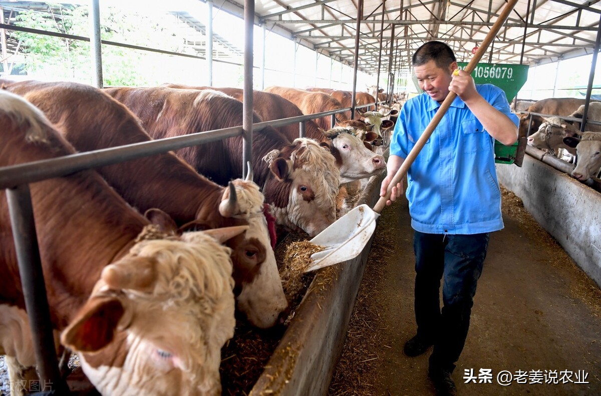 牛价暴跌会不会影响猪肉,牛价下跌了为什么还要欢呼