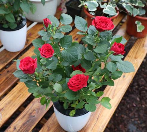 名贵的花卉就一定难养吗,花市的花怎么养得那么好