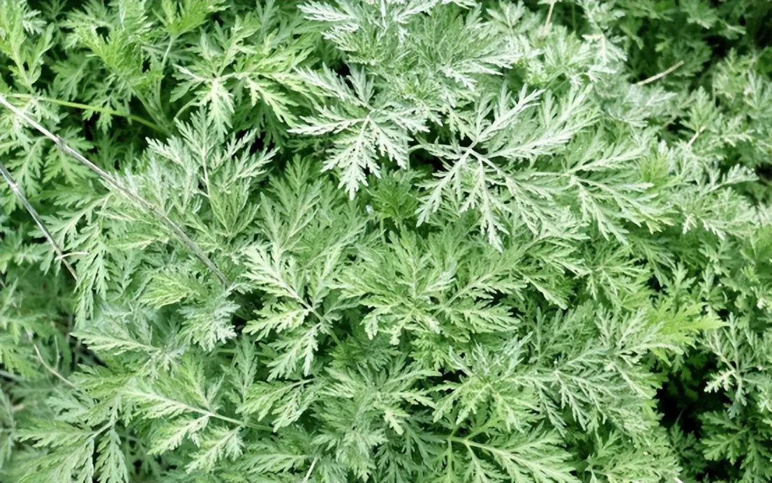 华人美国挖野菜，吃罚单？在纽约是这样挖蕨菜、韭菜、荠菜的