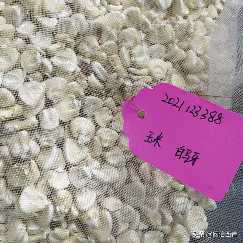 天津开展“原种”保卫战已搜集整理656份种质资源