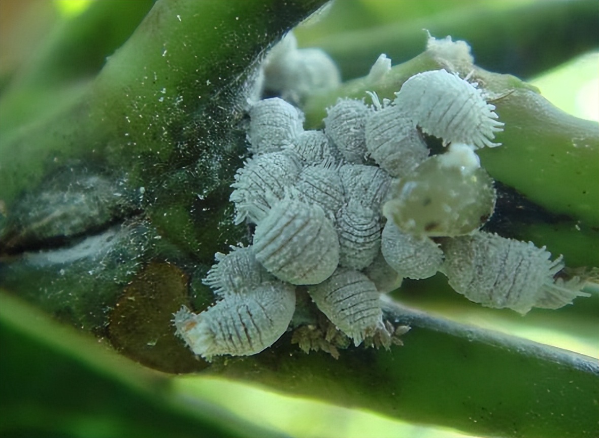 不想用农药治蚜虫见效快,不想种的花草怎么处理