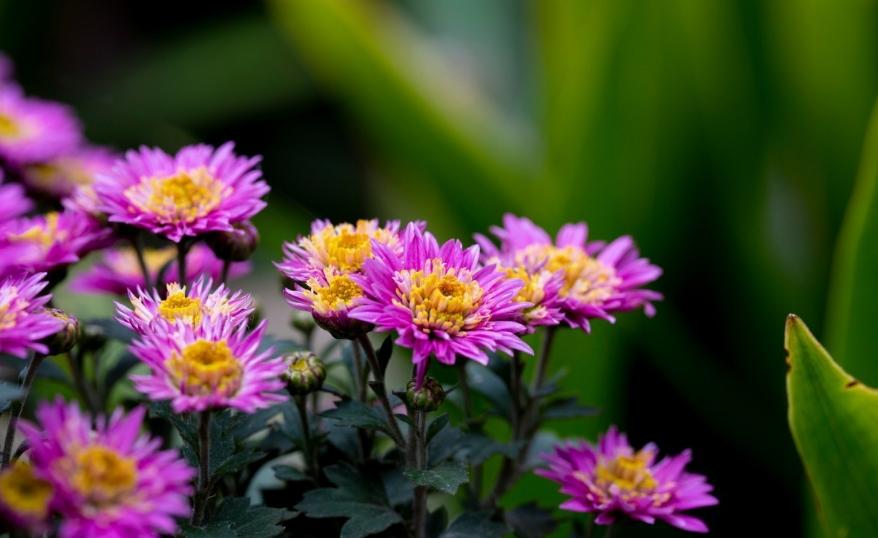 十首赏菊的诗词,赏黄花的诗句