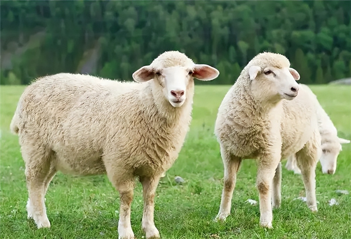 澳洲chemist绵羊油,澳洲greenvalley绵羊油