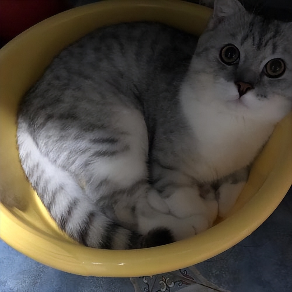 猫吐的颜色分析,猫咪吐褐色粘液是什么原因