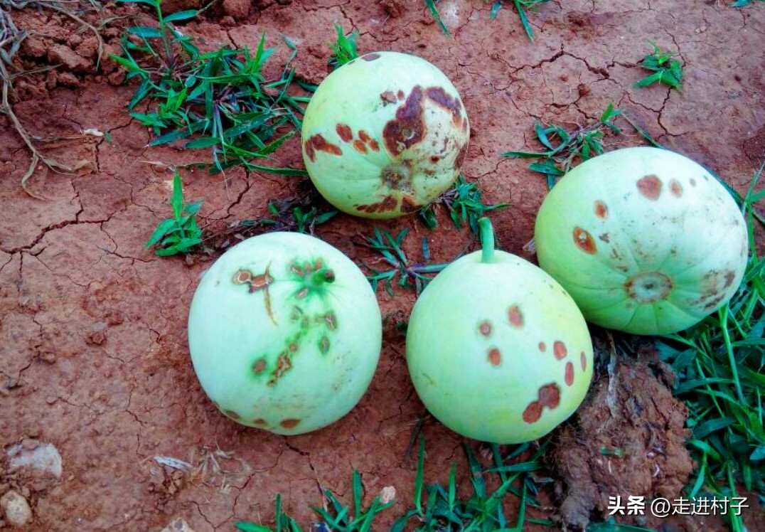 烂果直接发酵酵素,烂水果怎么发酵做肥料