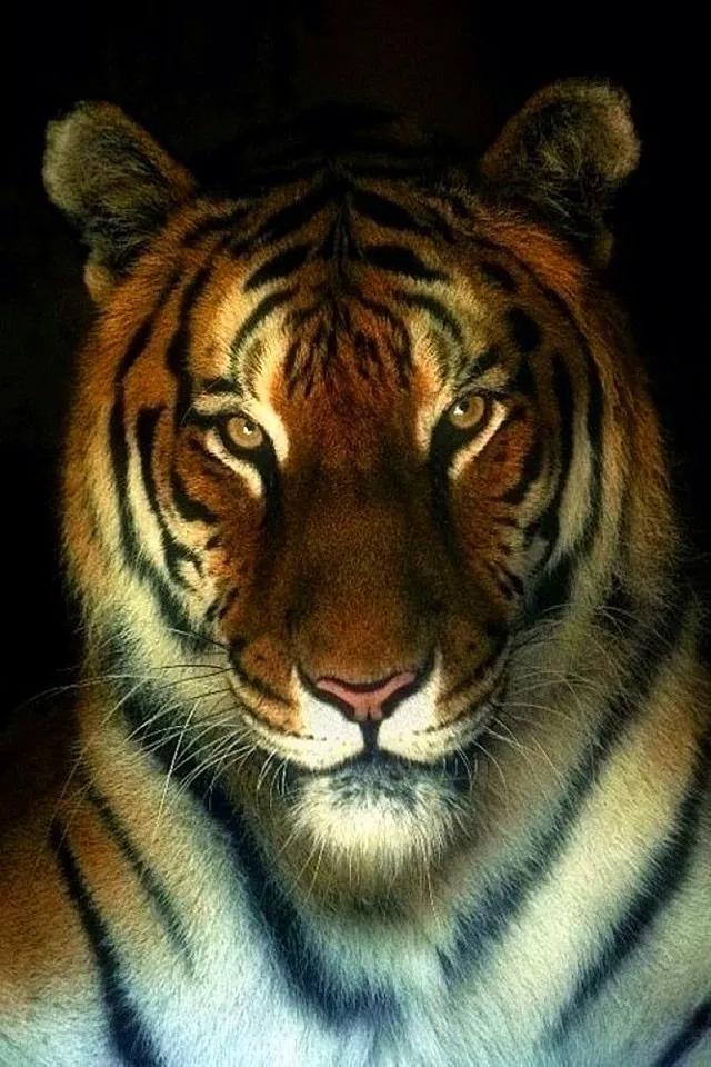 戏说老虎图文杂汇