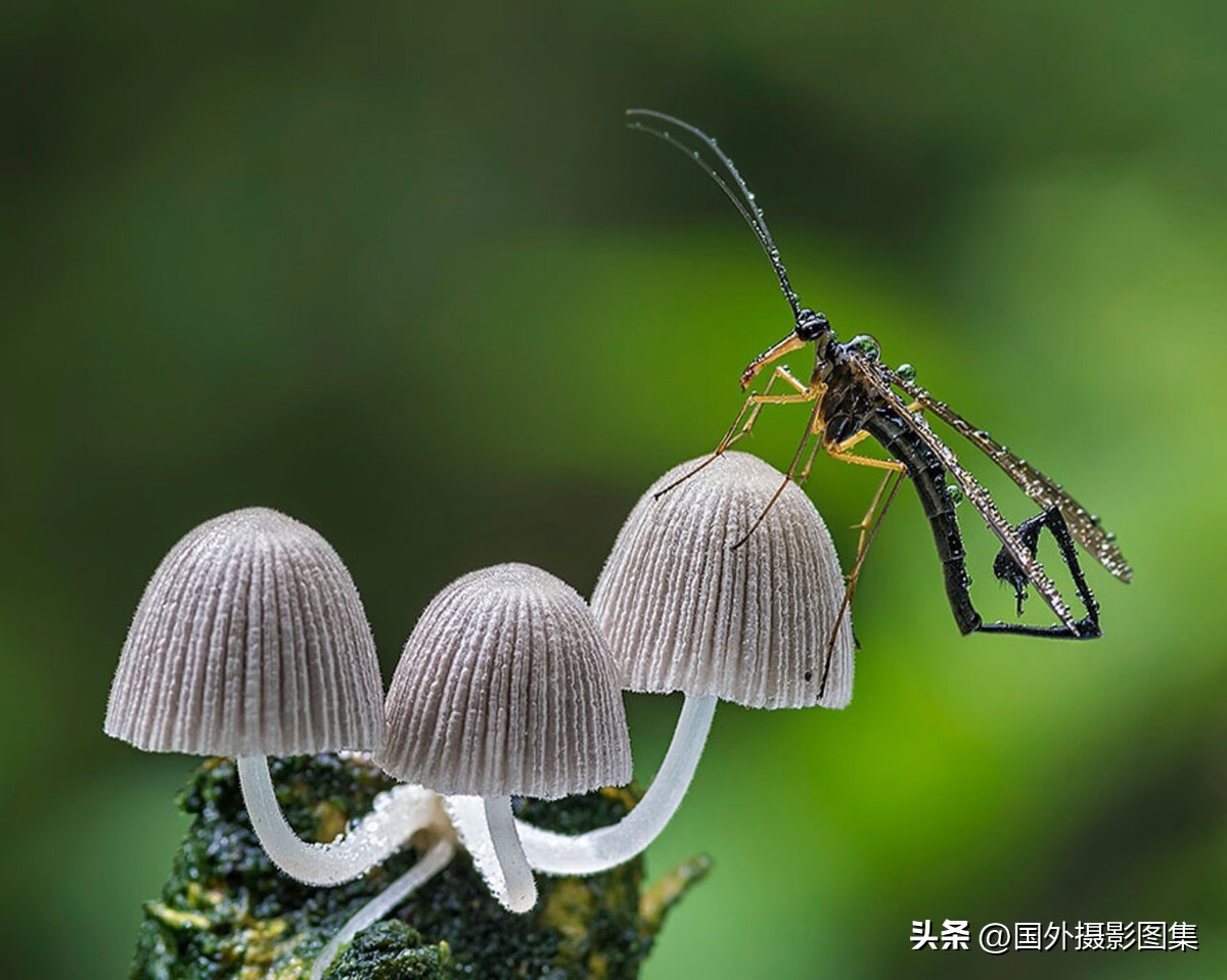 世界顶级唯美人像摄影师,世界顶级自然摄影师作品