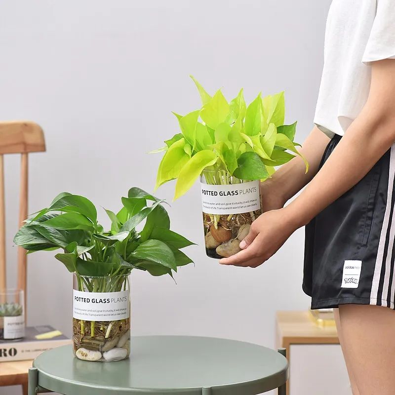 养这10种花越养家里越干净,适宜在家中养的10种花排名